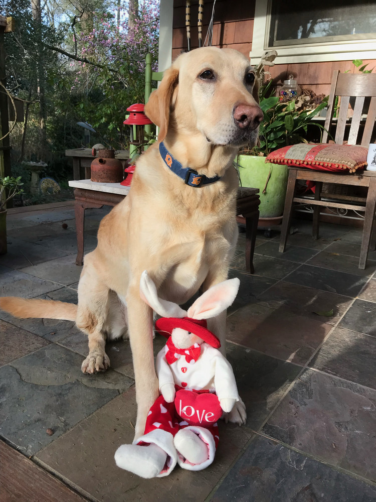 Moose, a yellow lab, sits on a patio in front of a plush valentines bunny