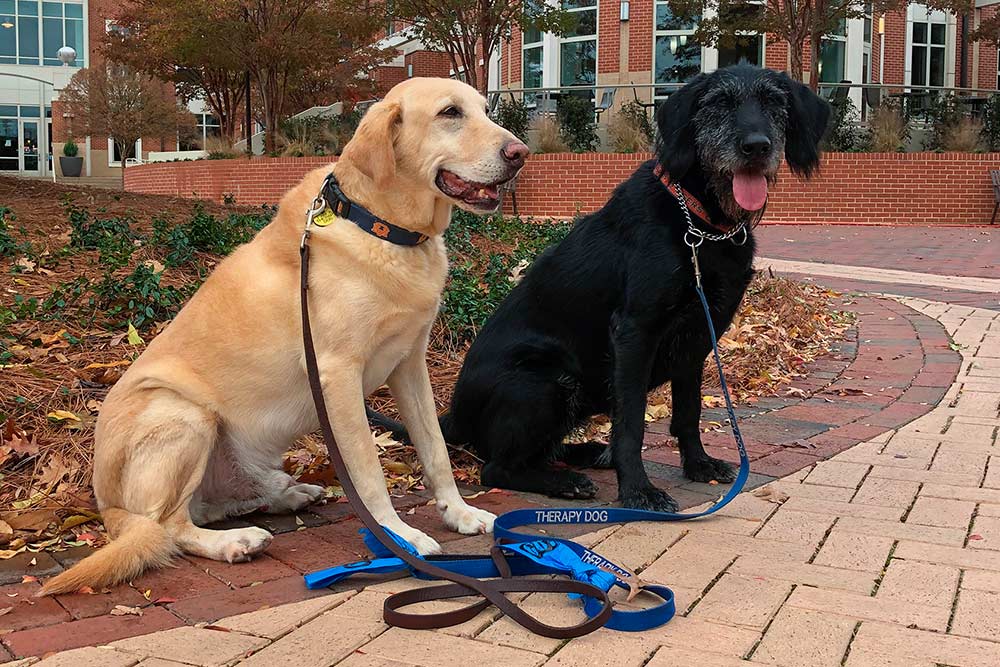 Two therapy dogs on a sidewalk