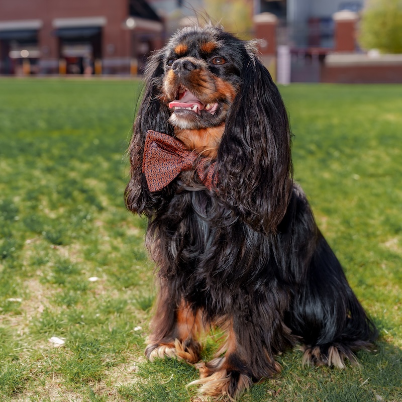 Roscoe canine case manager for auburn cares