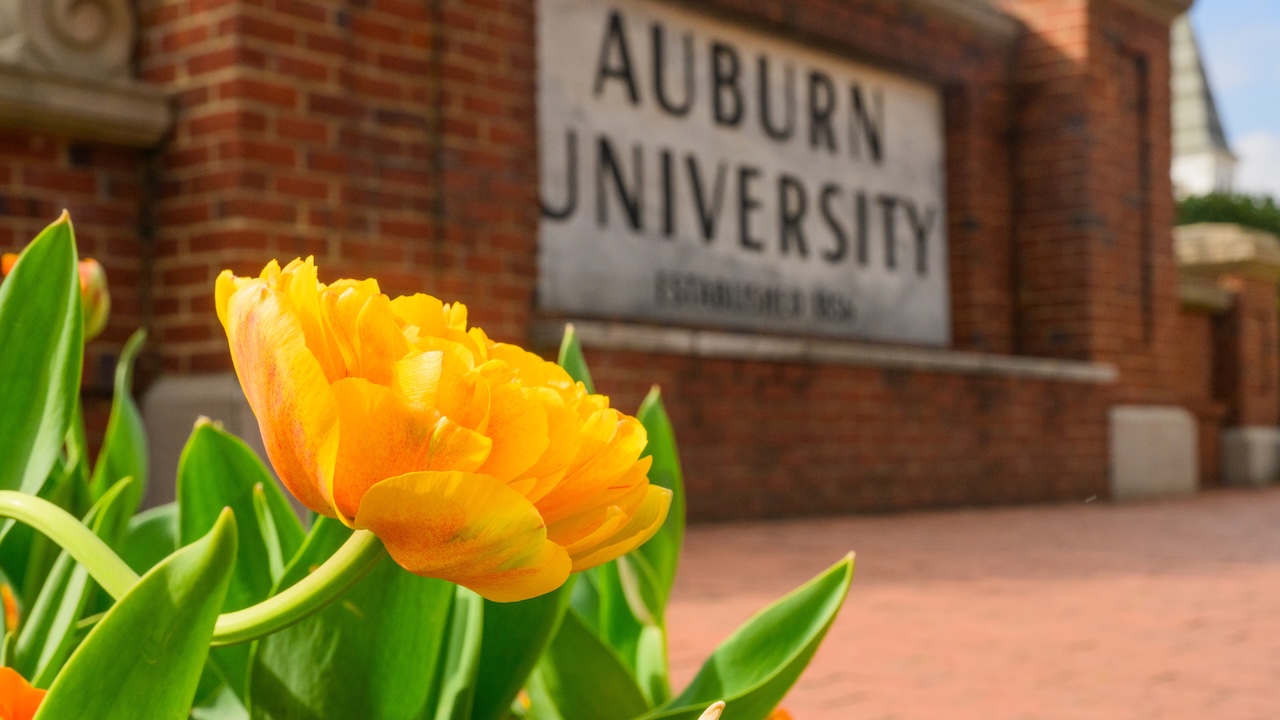 a yellow flower in front of the Auburn University sign